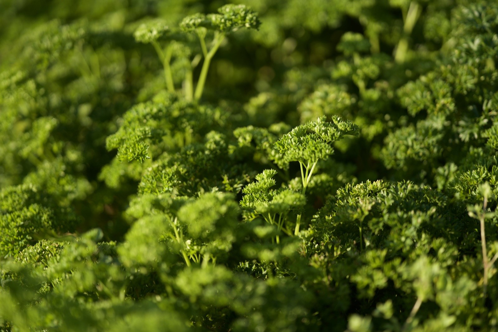 Dichtes Beet krauser Petersilie in der Abendsonne