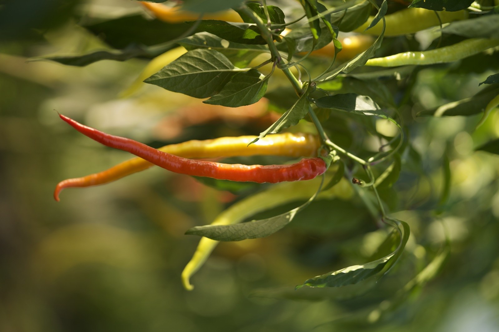Rote und gelbe Spitzpaprika leuchten zwischen grünen Blättern