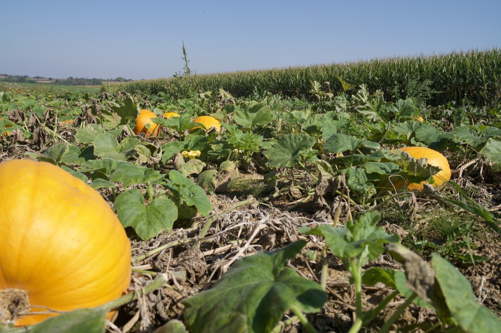 Orangene Kürbisse liegen im Feld vor hohem Mais